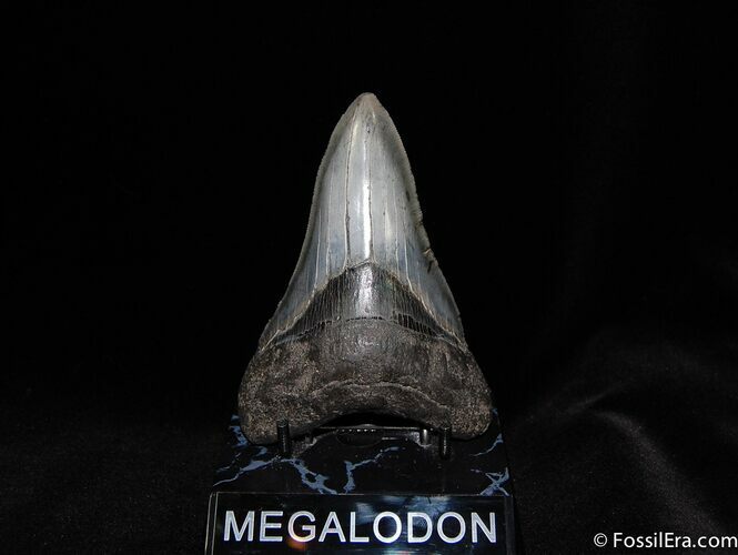 Dagger Shaped Inch Megalodon Tooth #64